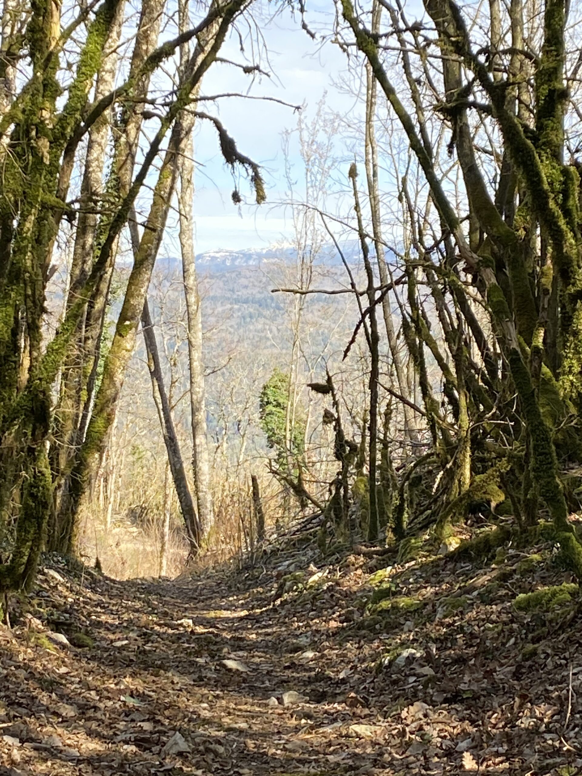Trail_27km